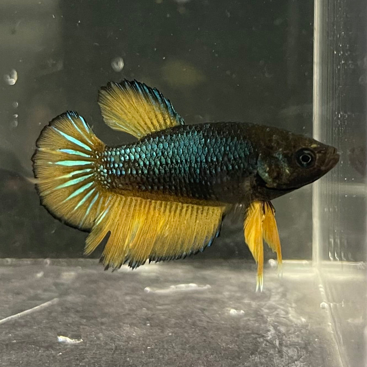 the-fish-farm Female Betta Female Betta - One Only - I Choose your own Female Betta at The Fish Farm Australia