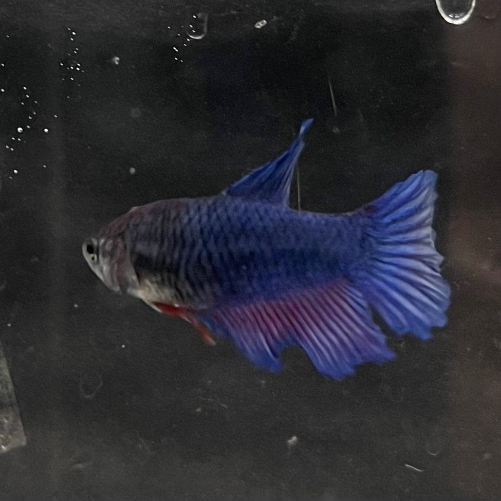 the-fish-farm Female Betta Female Betta - One Only - J Choose your own Female Betta at The Fish Farm Australia