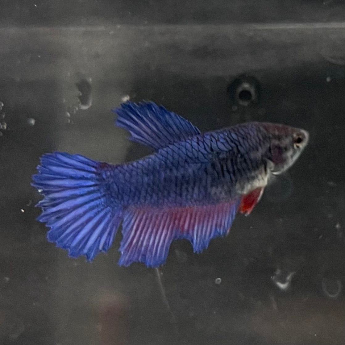the-fish-farm Female Betta Female Betta - One Only - J Choose your own Female Betta at The Fish Farm Australia