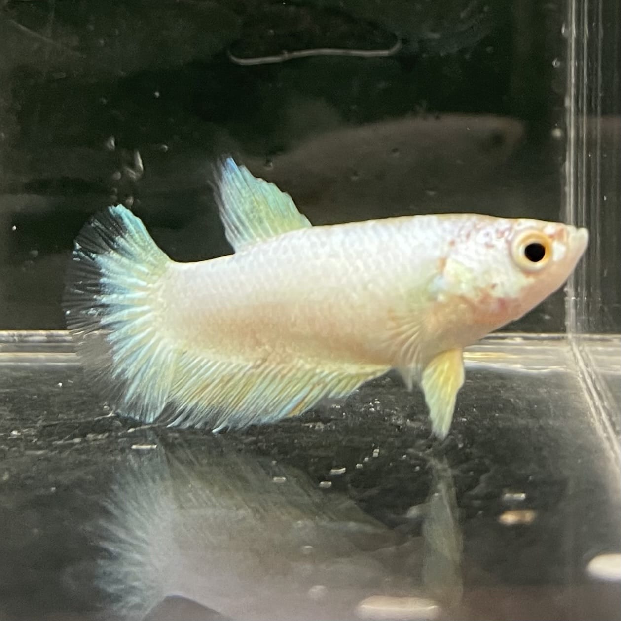 the-fish-farm Female Betta Female Betta - One Only - J Choose your own Female Betta at The Fish Farm Australia