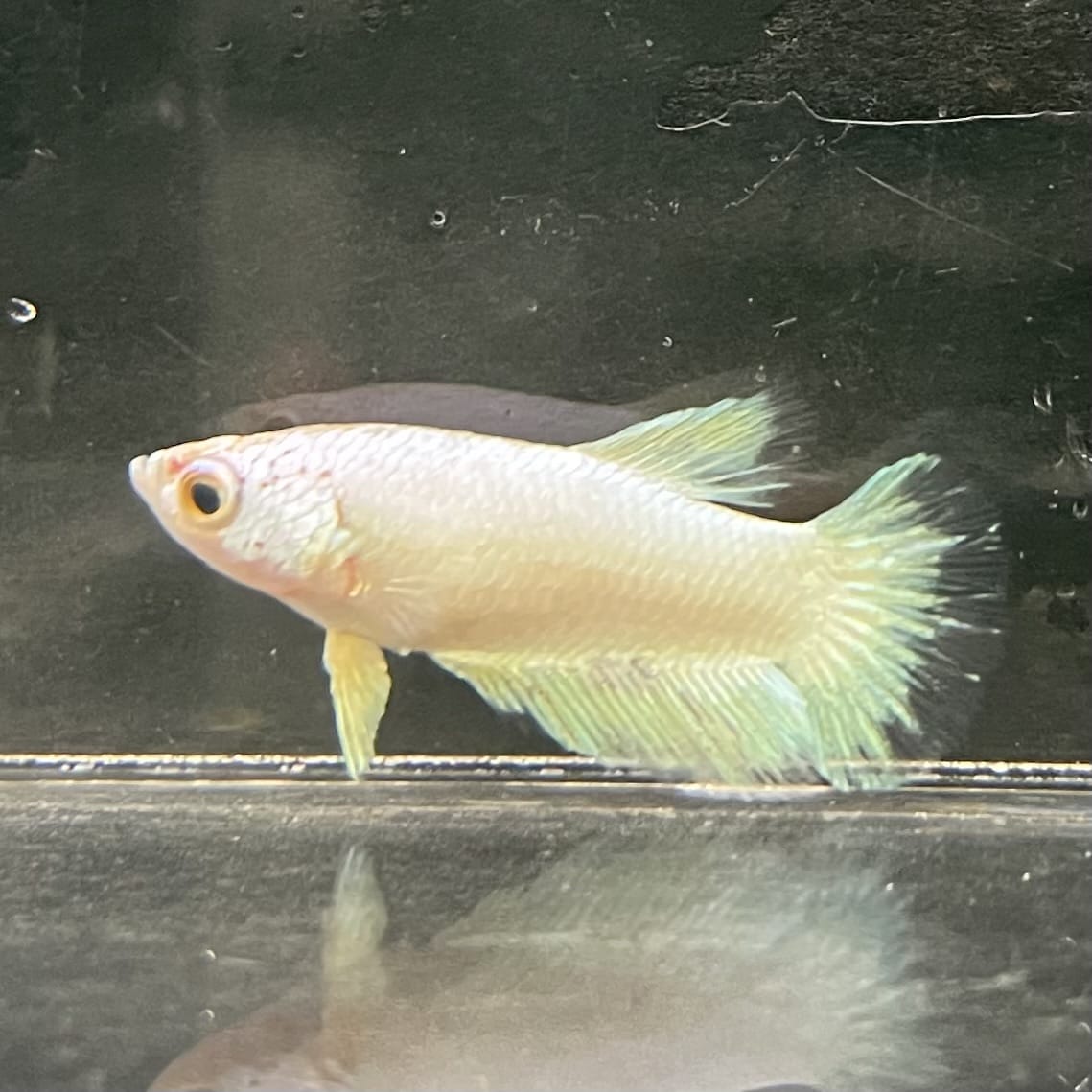 the-fish-farm Female Betta Female Betta - One Only - J Choose your own Female Betta at The Fish Farm Australia
