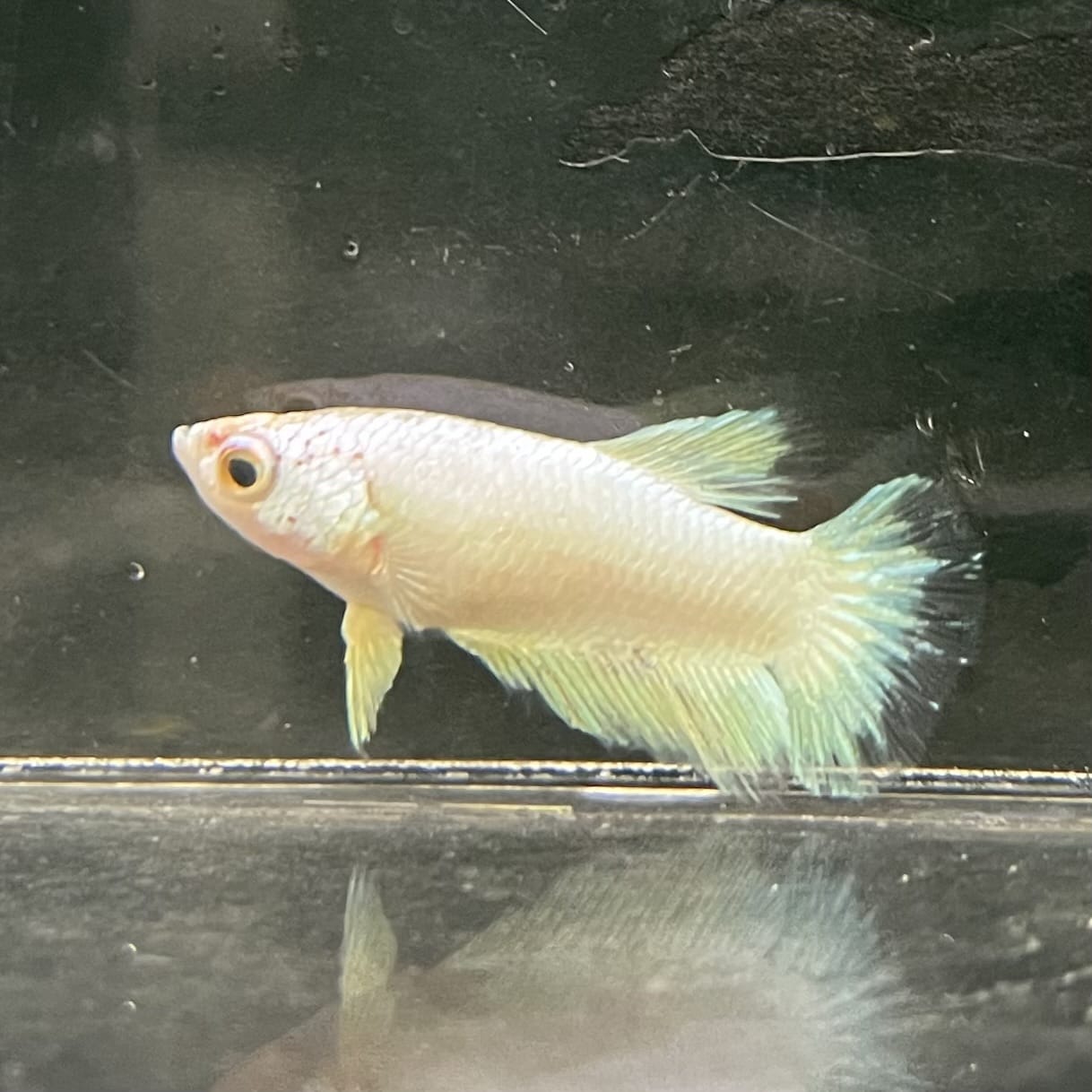 the-fish-farm Female Betta Female Betta - One Only - J Choose your own Female Betta at The Fish Farm Australia