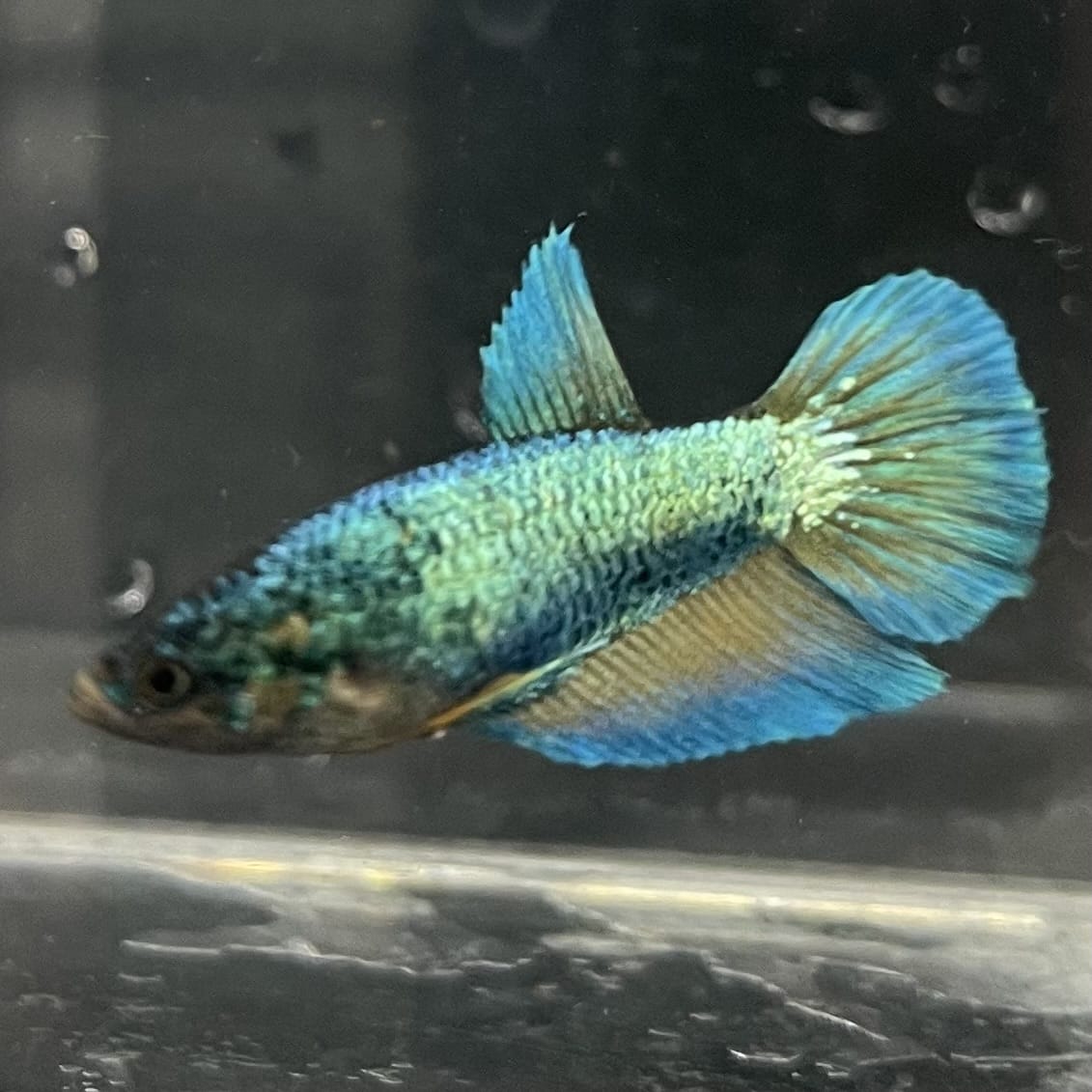 the-fish-farm Female Betta Female Betta - One Only - J Choose your own Female Betta at The Fish Farm Australia