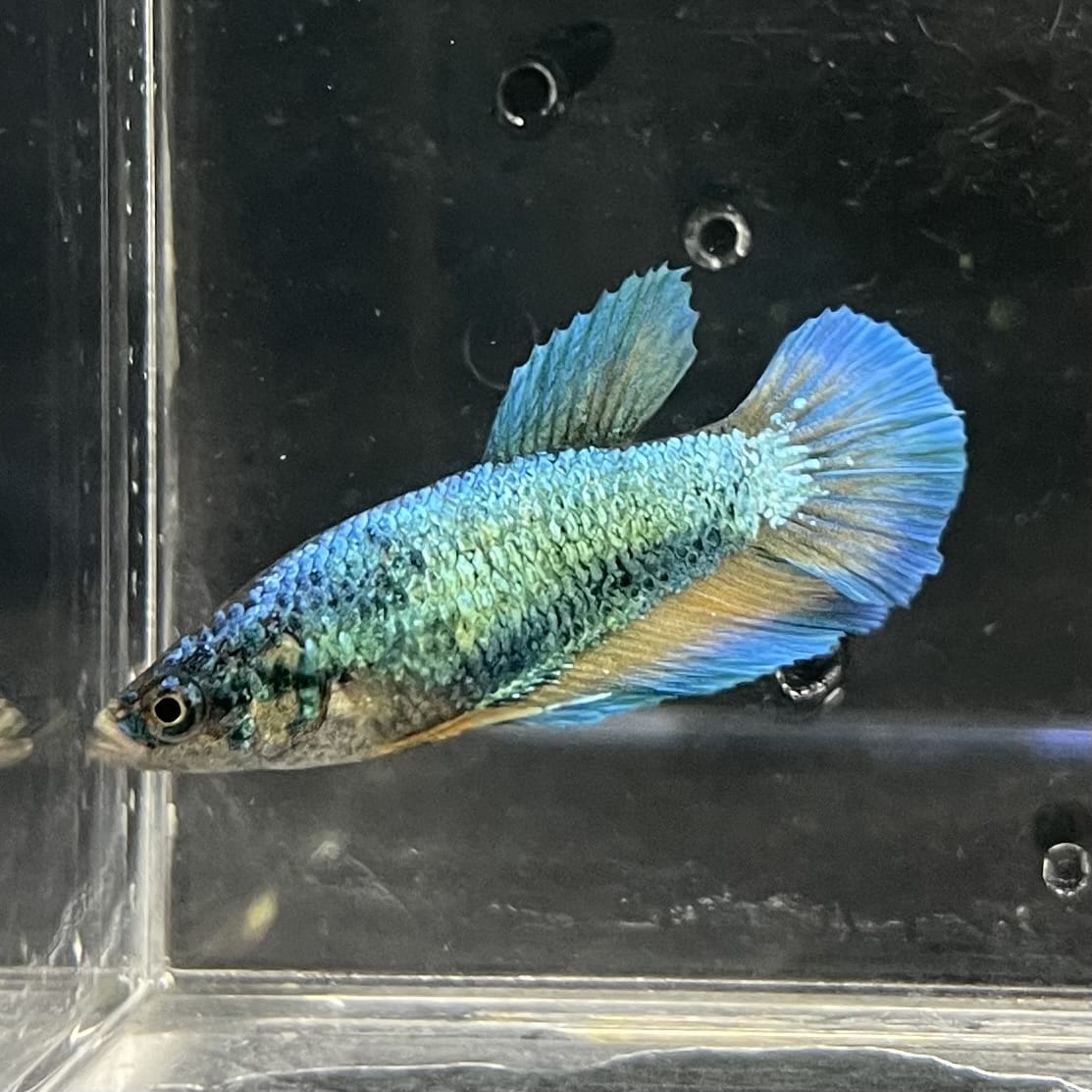the-fish-farm Female Betta Female Betta - One Only - J Choose your own Female Betta at The Fish Farm Australia