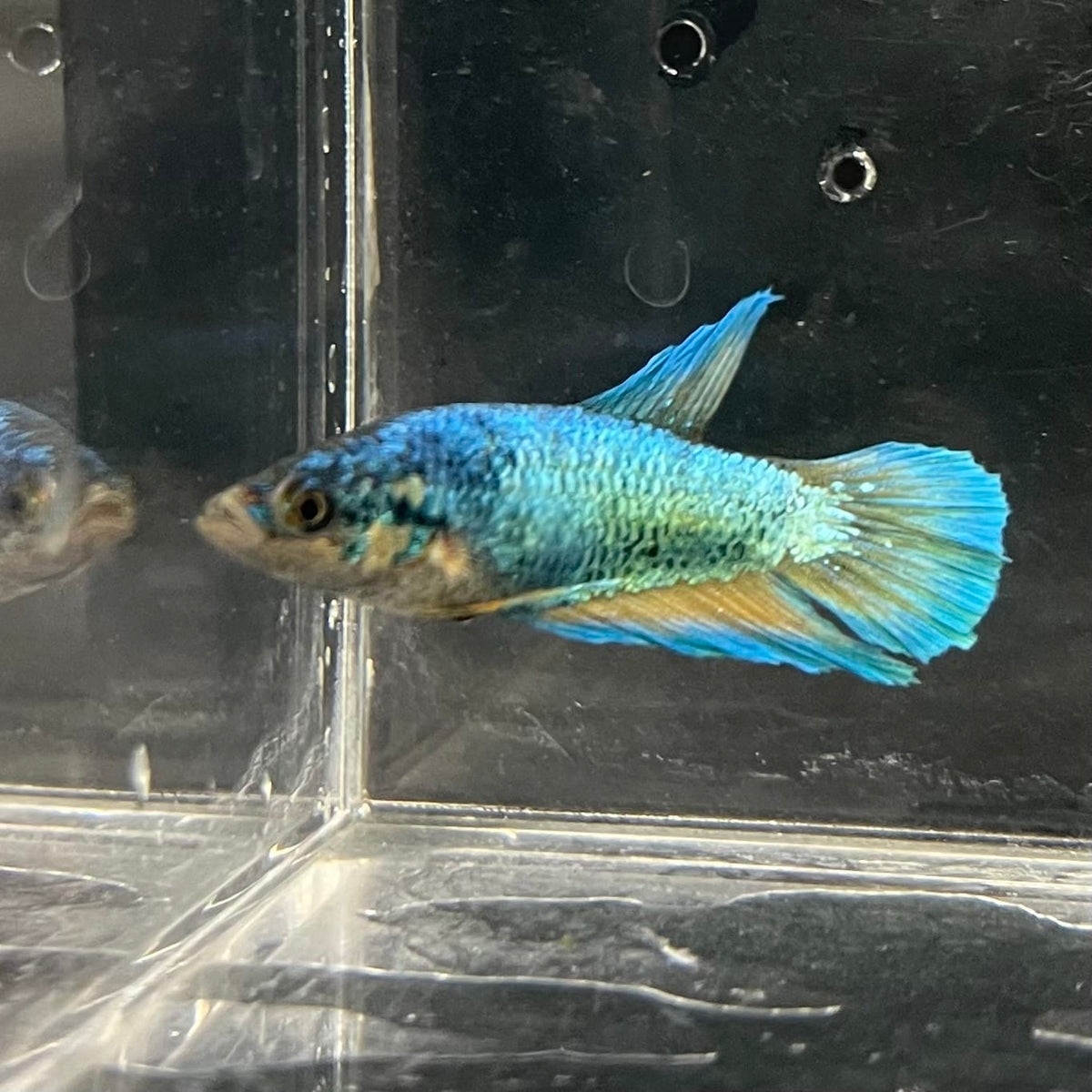 the-fish-farm Female Betta Female Betta - One Only - J Choose your own Female Betta at The Fish Farm Australia