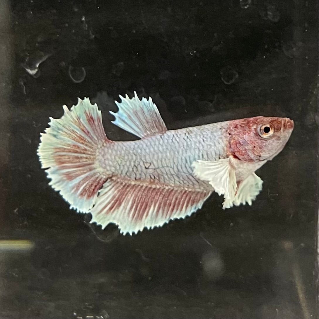 the-fish-farm Female Betta Female Betta - One Only - K Choose your own Female Betta at The Fish Farm Australia