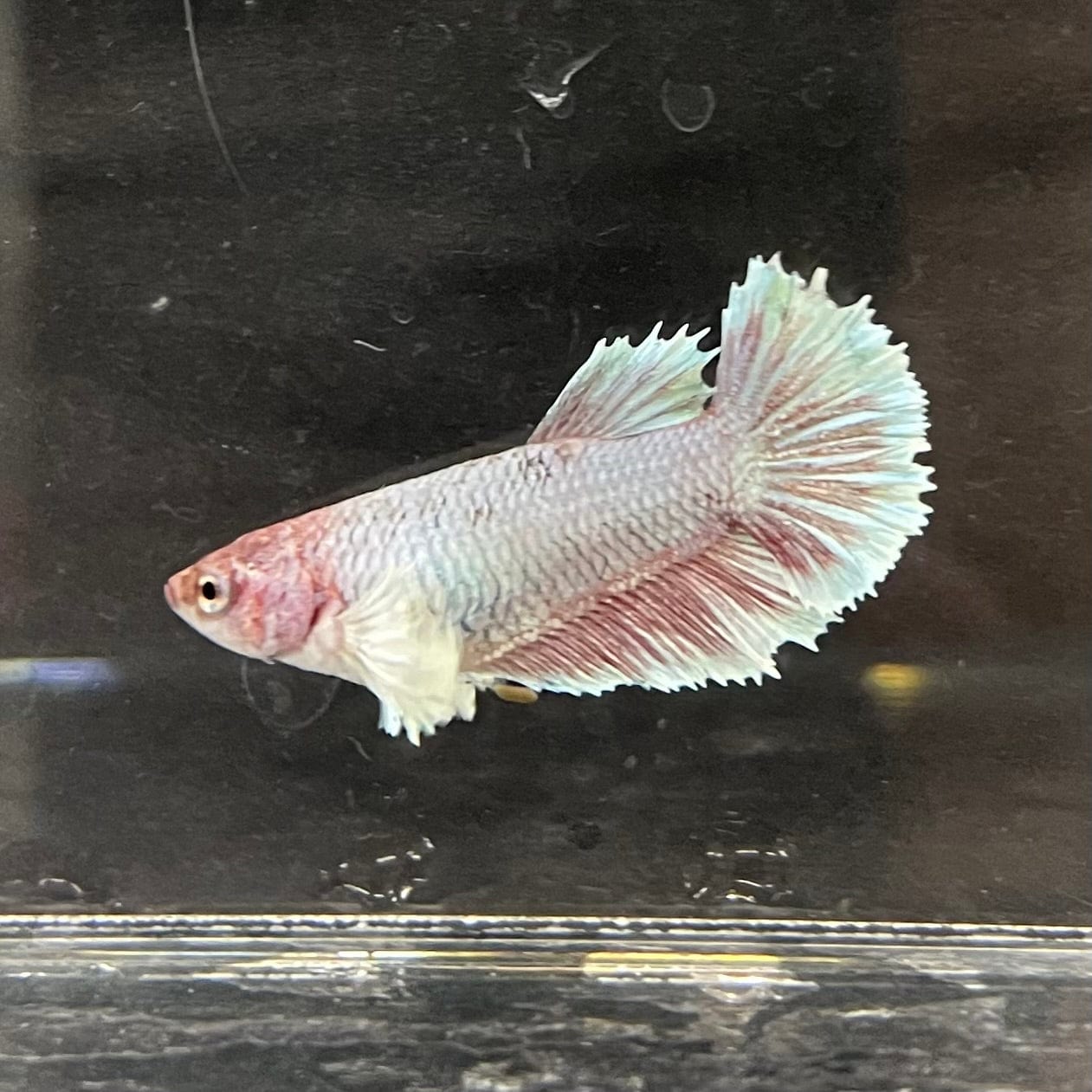 the-fish-farm Female Betta Female Betta - One Only - K Choose your own Female Betta at The Fish Farm Australia