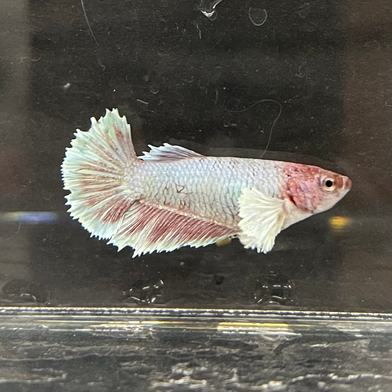 the-fish-farm Female Betta Female Betta - One Only - K Choose your own Female Betta at The Fish Farm Australia