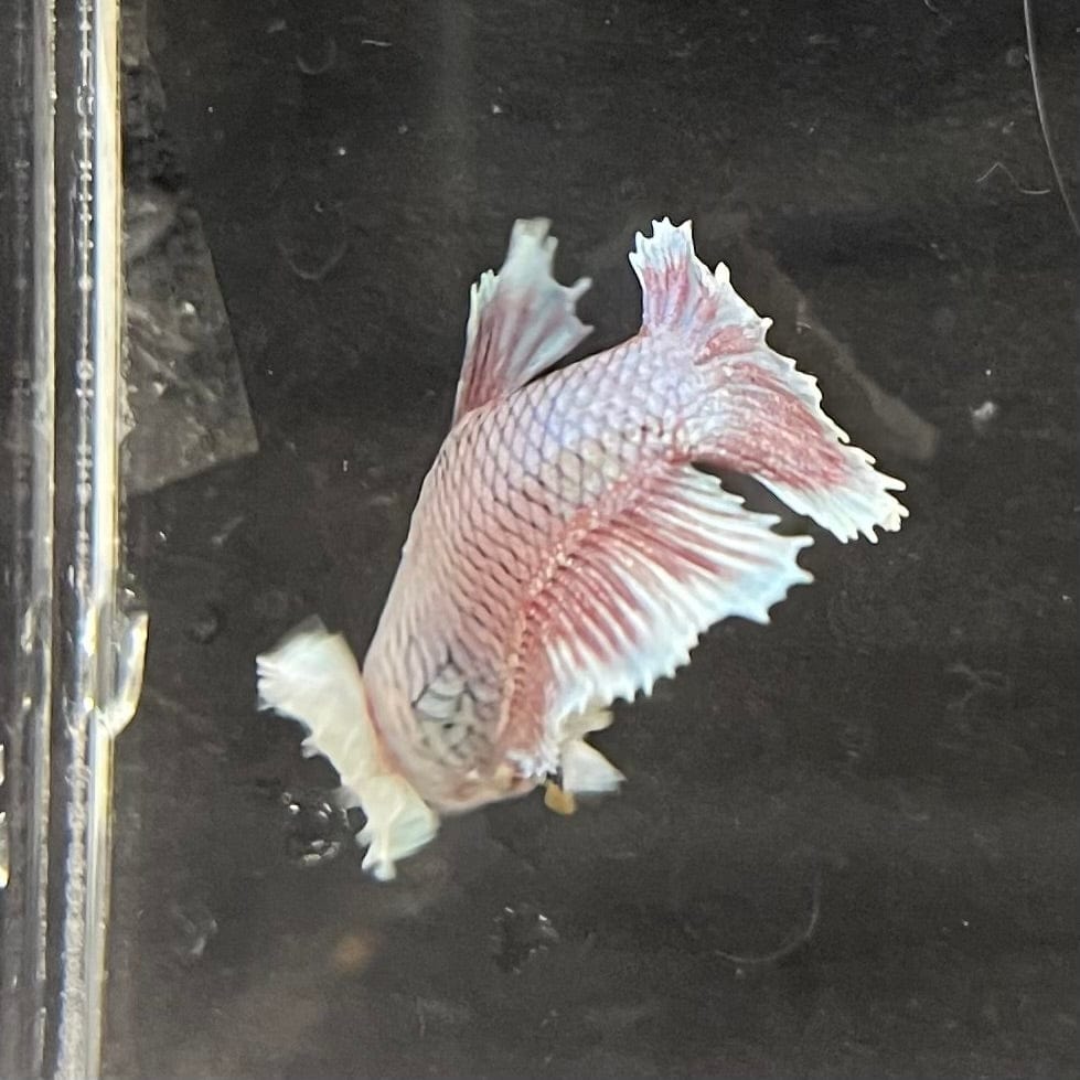 the-fish-farm Female Betta Female Betta - One Only - K Choose your own Female Betta at The Fish Farm Australia