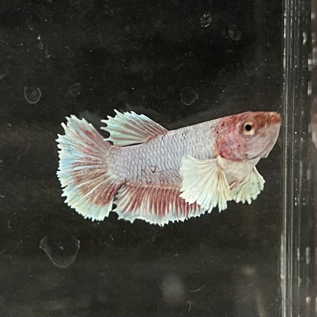 the-fish-farm Female Betta Female Betta - One Only - K Choose your own Female Betta at The Fish Farm Australia