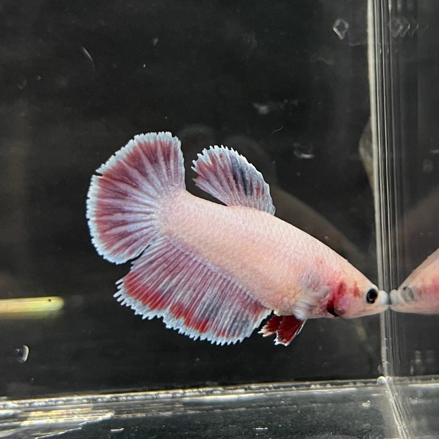 the-fish-farm Female Betta Female Betta - One Only - K Choose your own Female Betta at The Fish Farm Australia