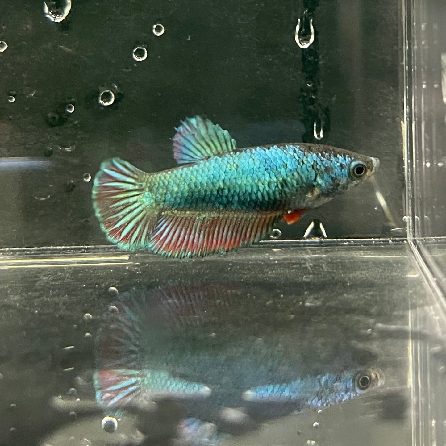 the-fish-farm Female Betta Female Betta - One Only - K Choose your own Female Betta at The Fish Farm Australia