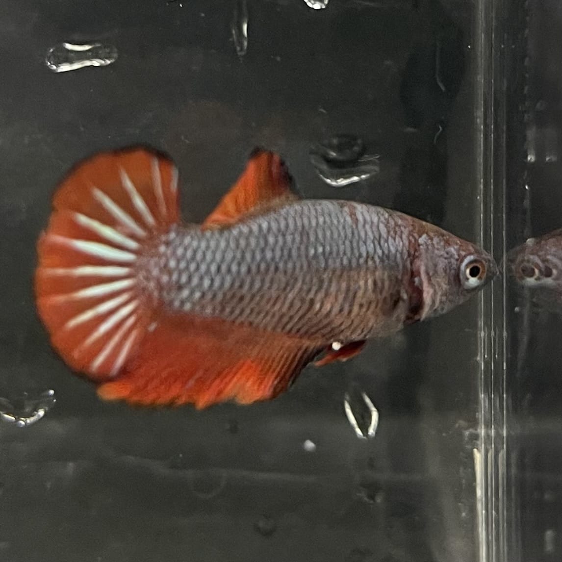 the-fish-farm Female Betta Female Betta - One Only - K Choose your own Female Betta at The Fish Farm Australia