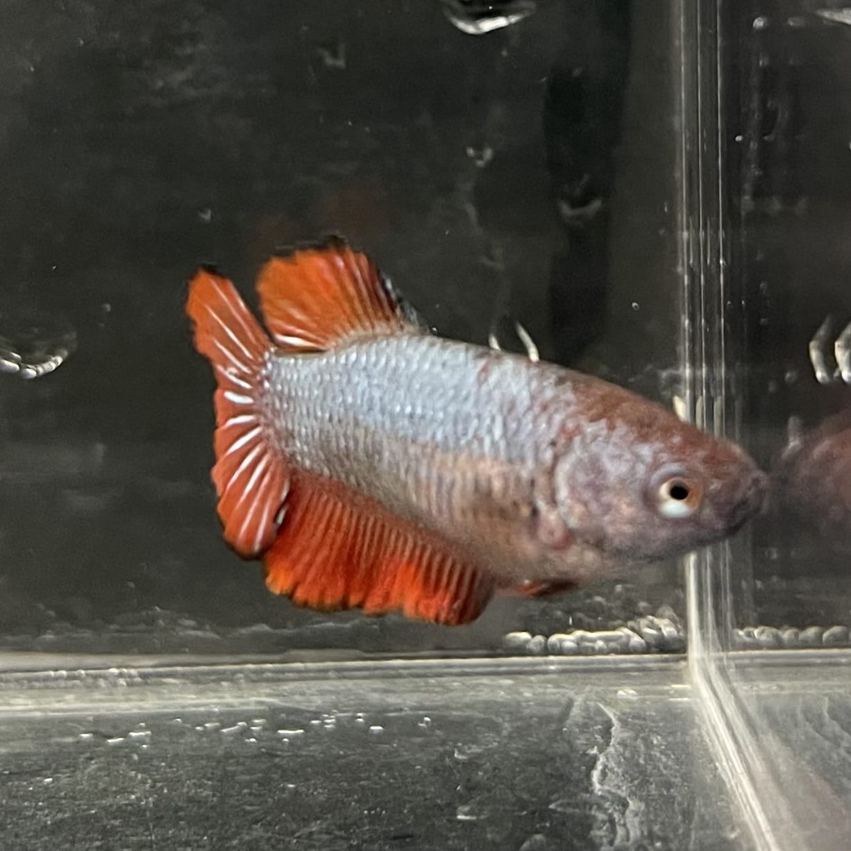 the-fish-farm Female Betta Female Betta - One Only - K Choose your own Female Betta at The Fish Farm Australia