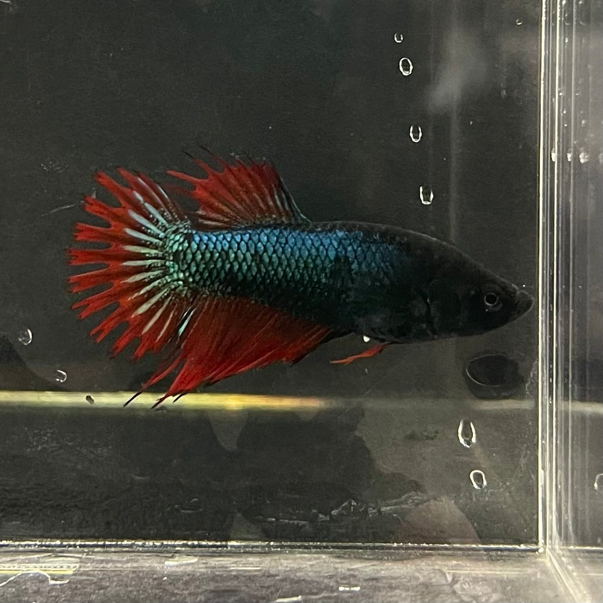 the-fish-farm Female Betta Female Betta - One Only - K Choose your own Female Betta at The Fish Farm Australia