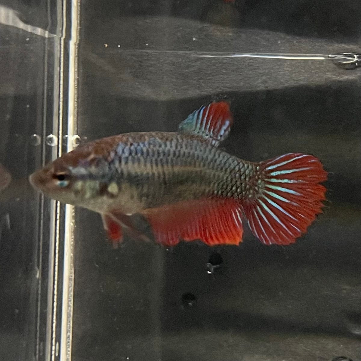 the-fish-farm Female Betta Female Betta - One Only - L Choose your own Female Betta at The Fish Farm Australia