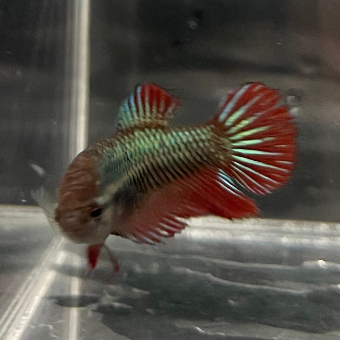 the-fish-farm Female Betta Female Betta - One Only - L Choose your own Female Betta at The Fish Farm Australia