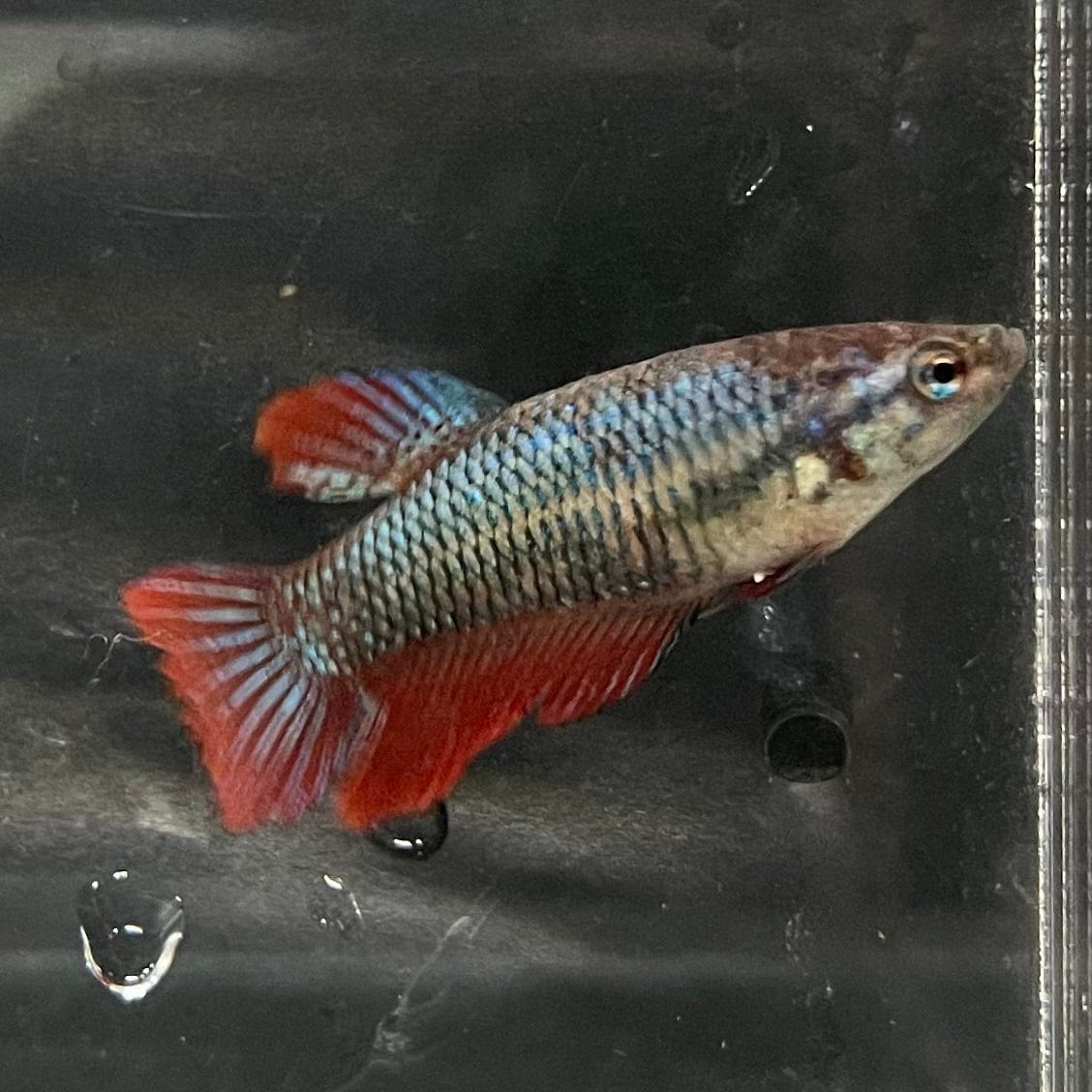 the-fish-farm Female Betta Female Betta - One Only - L Choose your own Female Betta at The Fish Farm Australia