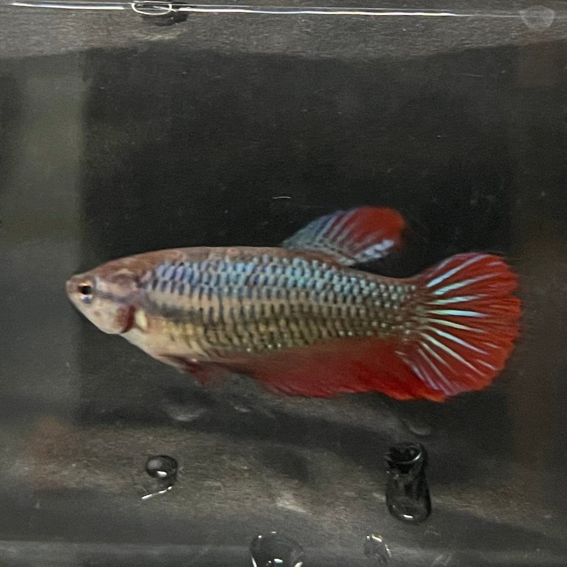 the-fish-farm Female Betta Female Betta - One Only - L Choose your own Female Betta at The Fish Farm Australia