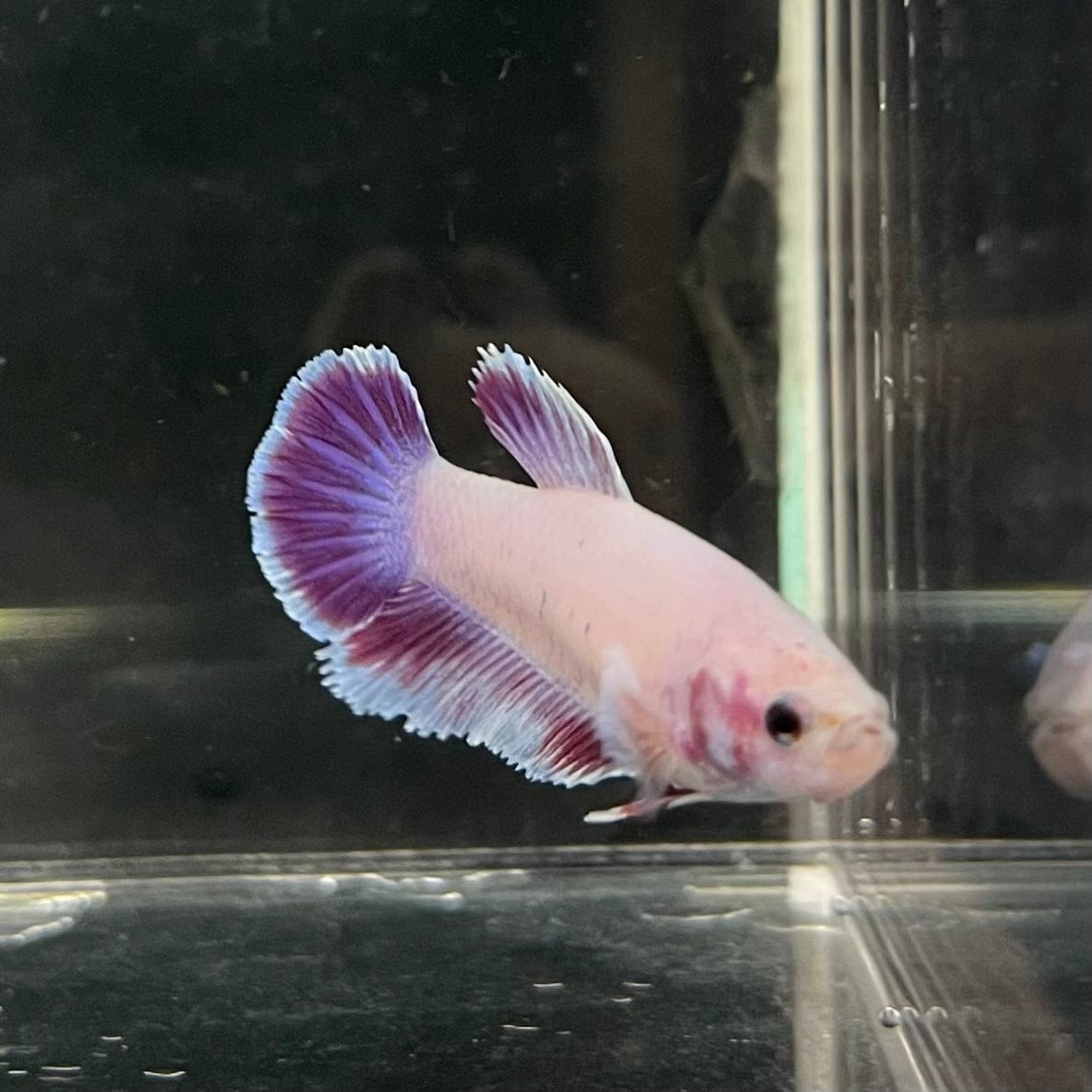 the-fish-farm Female Betta Female Betta - One Only - L Choose your own Female Betta at The Fish Farm Australia