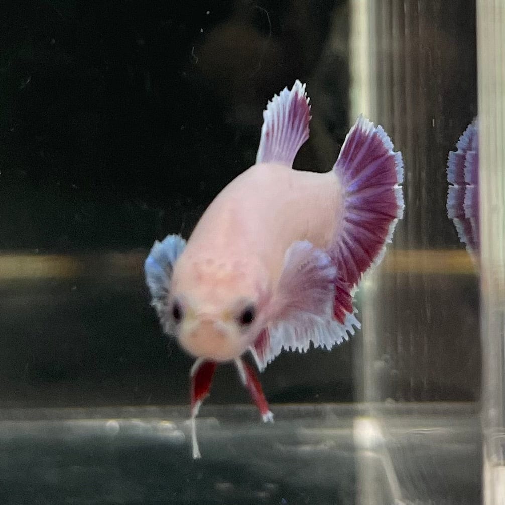 the-fish-farm Female Betta Female Betta - One Only - L Choose your own Female Betta at The Fish Farm Australia