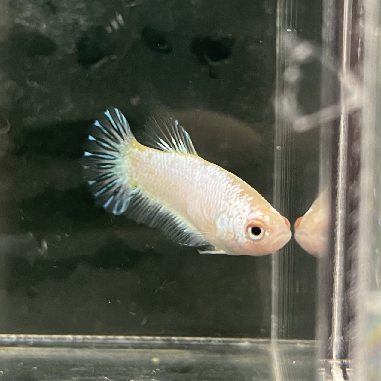 the-fish-farm Female Betta Female Betta - One Only - L Choose your own Female Betta at The Fish Farm Australia