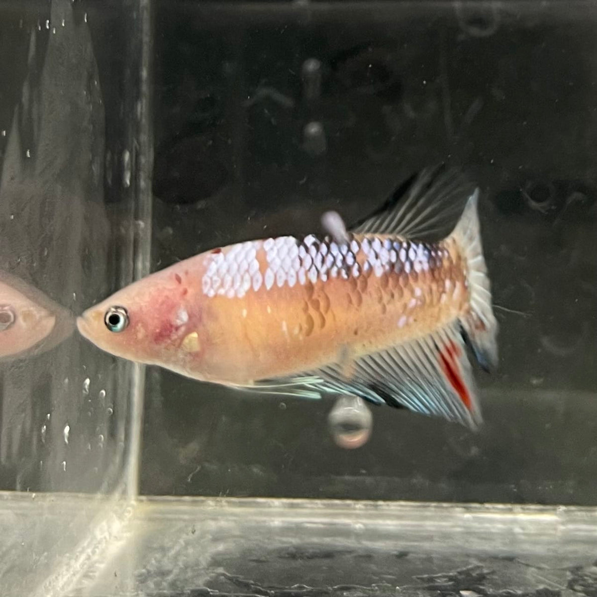 the-fish-farm Female Betta Female Betta - One Only - L Choose your own Female Betta at The Fish Farm Australia