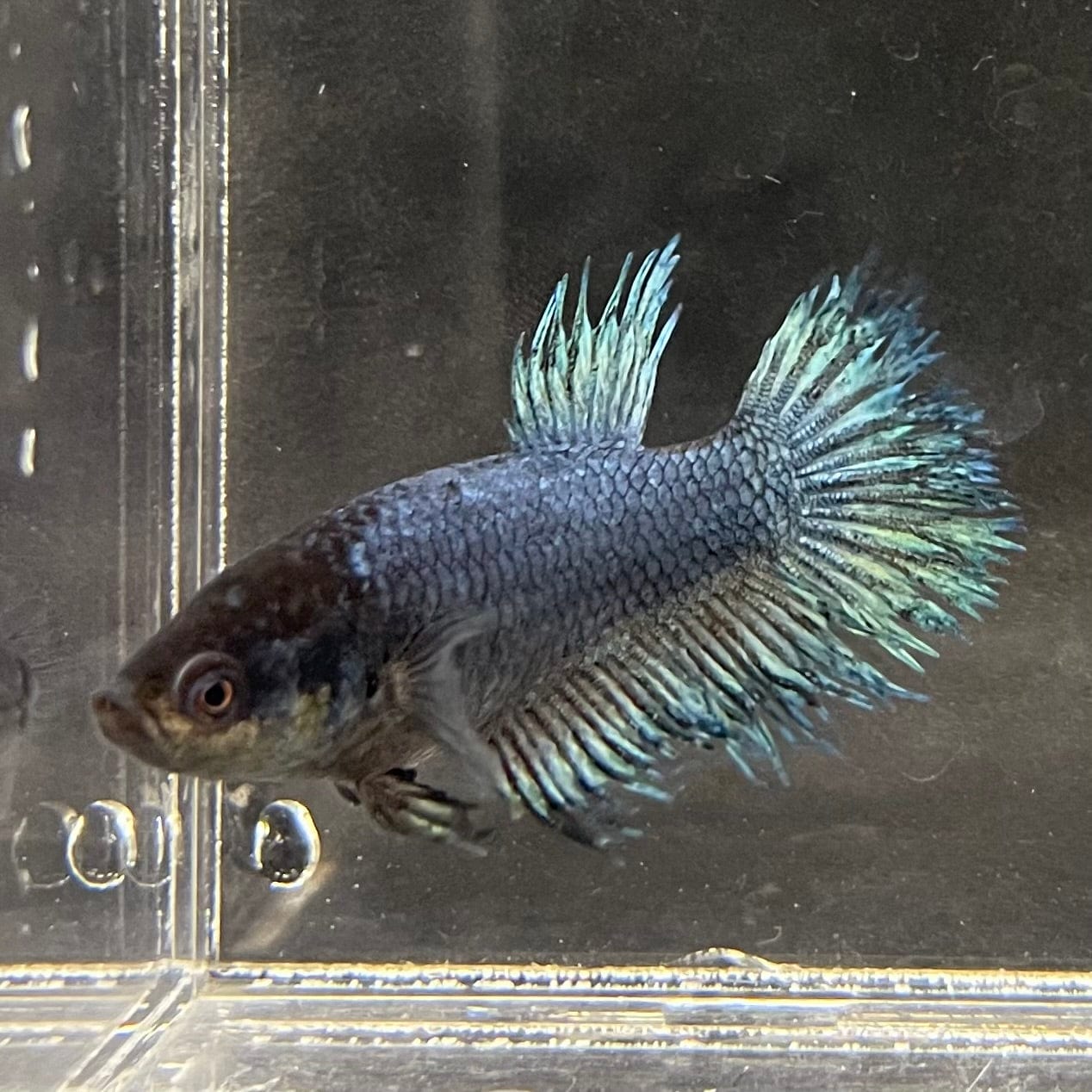 the-fish-farm Female Betta Female Betta - One Only - M Choose your own Female Betta at The Fish Farm Australia