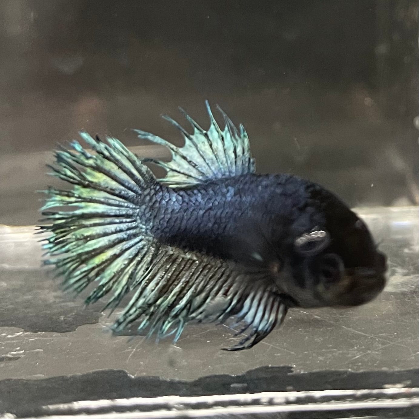 the-fish-farm Female Betta Female Betta - One Only - M Choose your own Female Betta at The Fish Farm Australia