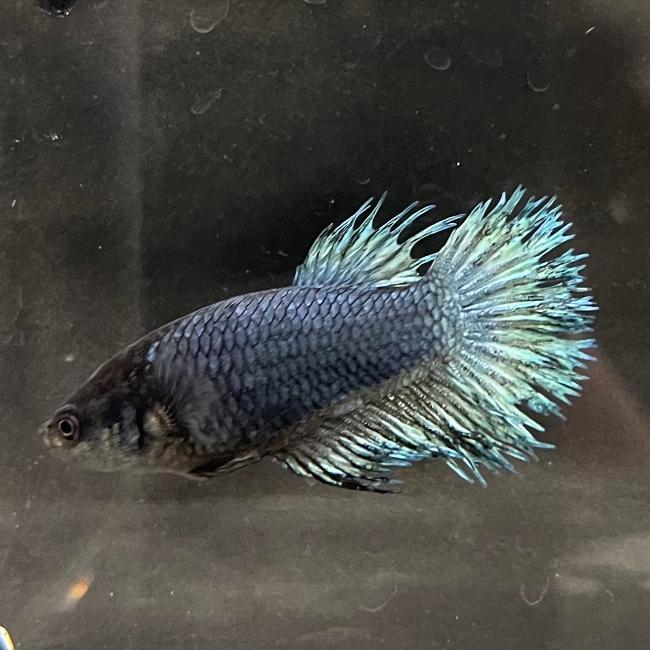 the-fish-farm Female Betta Female Betta - One Only - M Choose your own Female Betta at The Fish Farm Australia