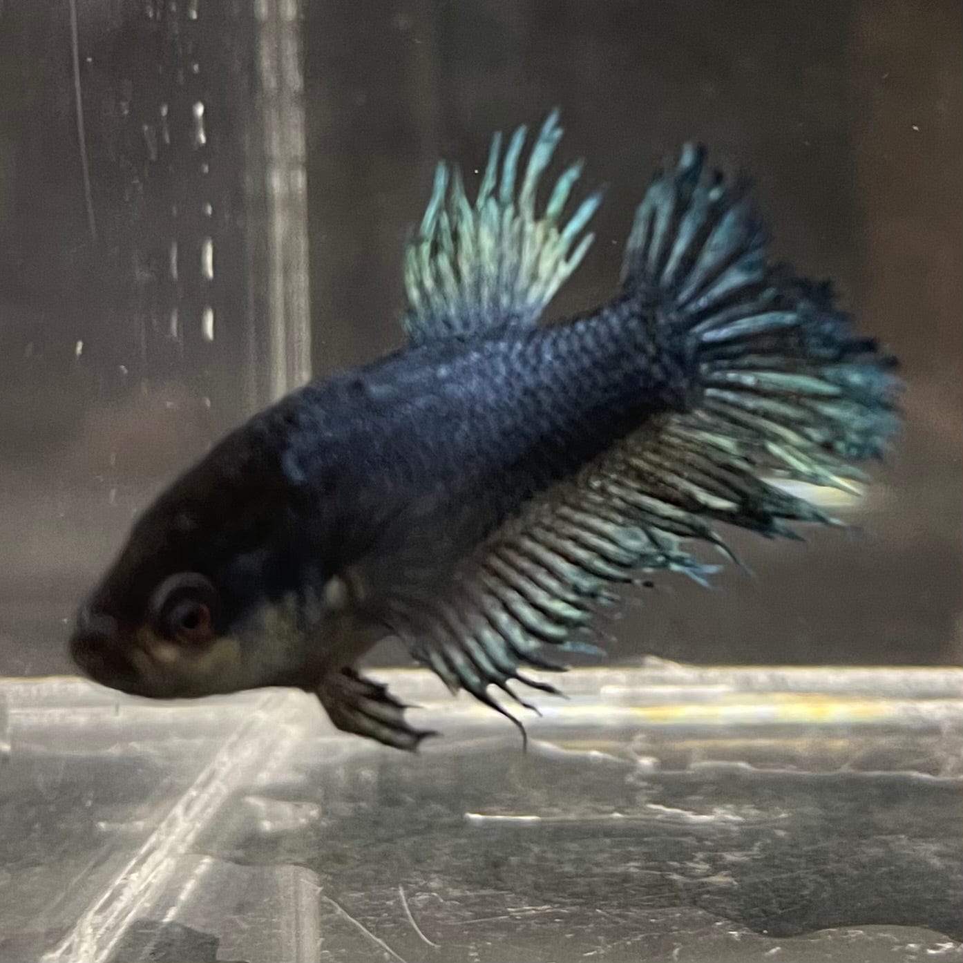 the-fish-farm Female Betta Female Betta - One Only - M Choose your own Female Betta at The Fish Farm Australia