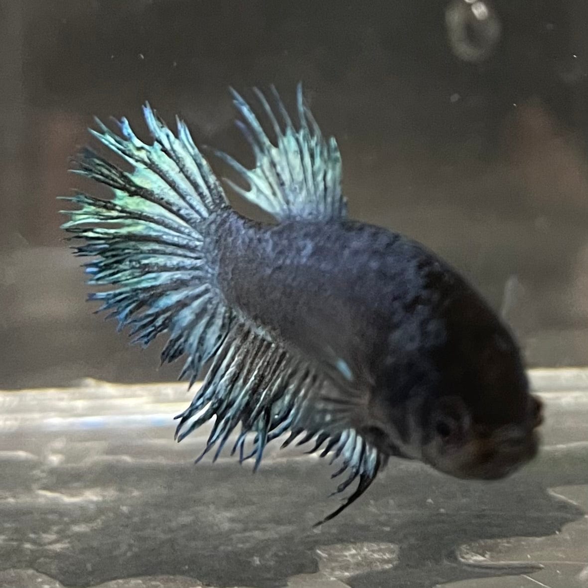 the-fish-farm Female Betta Female Betta - One Only - M Choose your own Female Betta at The Fish Farm Australia