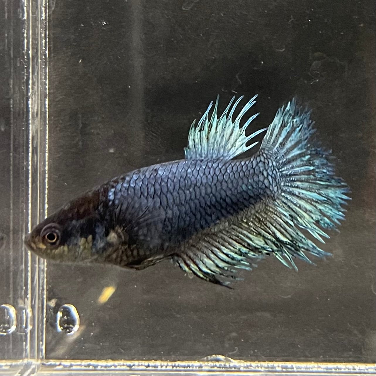 the-fish-farm Female Betta Female Betta - One Only - M Choose your own Female Betta at The Fish Farm Australia