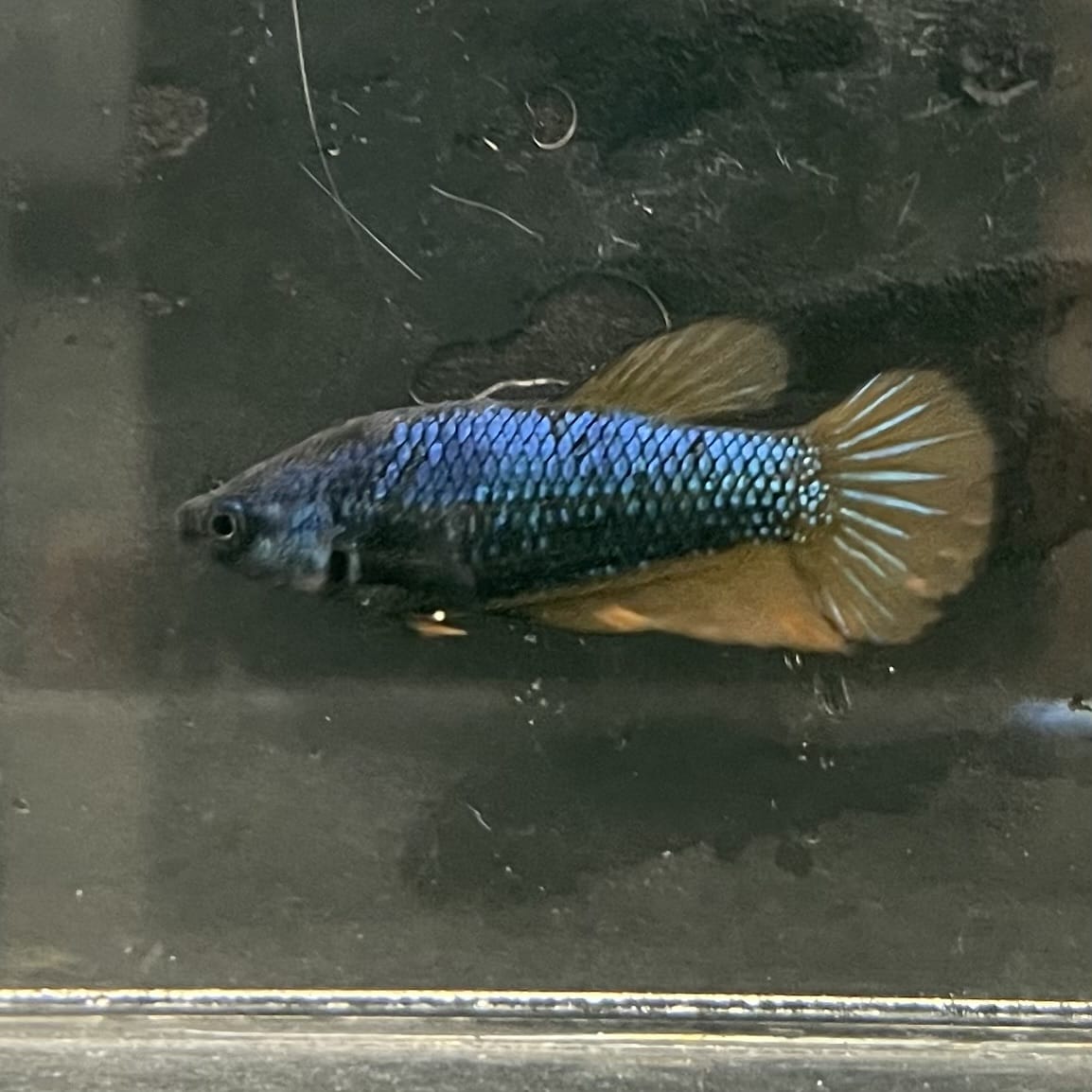 the-fish-farm Female Betta Female Betta - One Only - M Choose your own Female Betta at The Fish Farm Australia