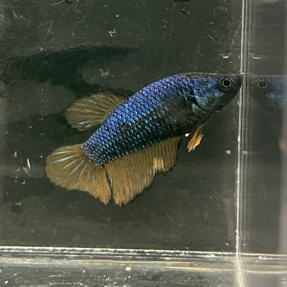 the-fish-farm Female Betta Female Betta - One Only - M Choose your own Female Betta at The Fish Farm Australia