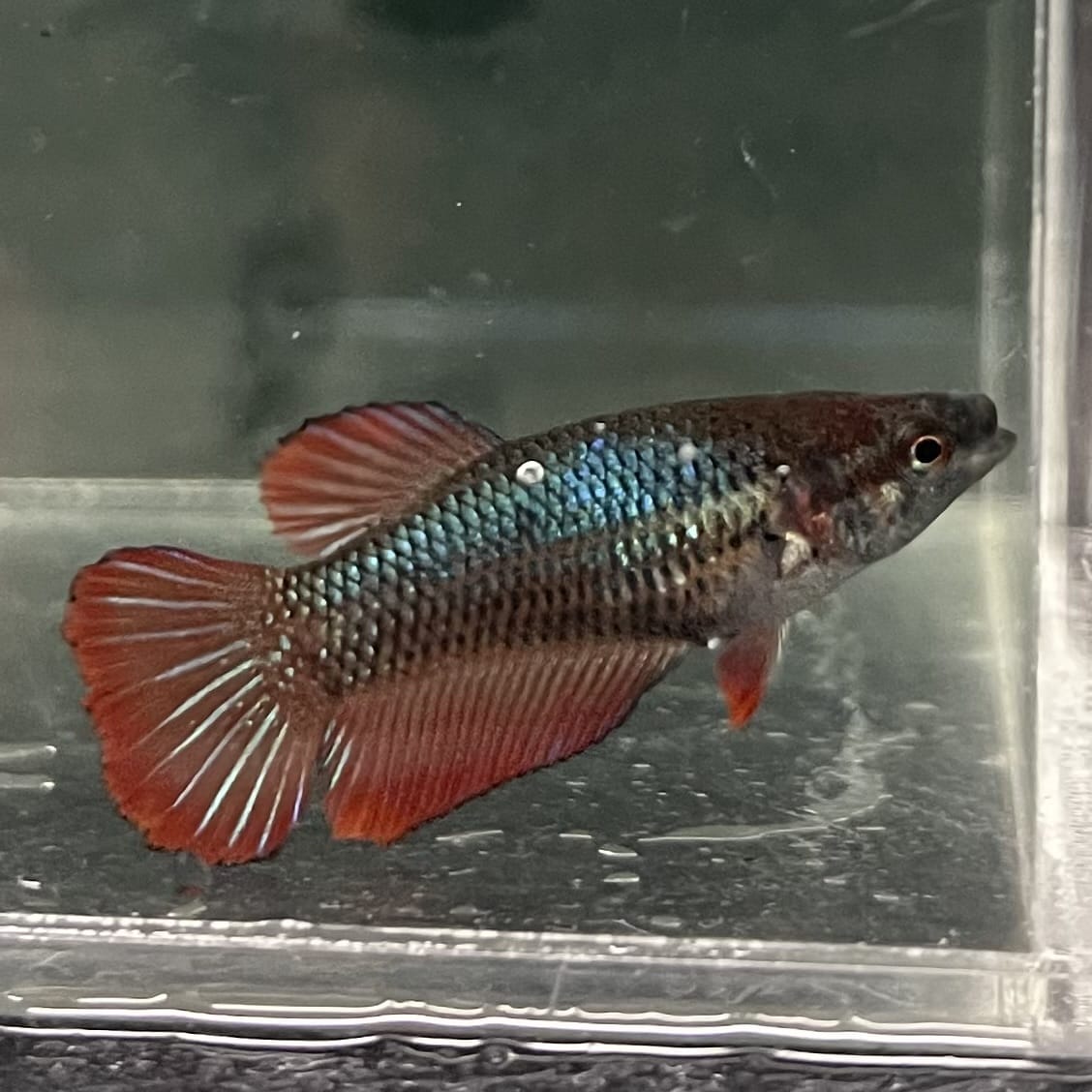 the-fish-farm Female Betta Female Betta - One Only - M Choose your own Female Betta at The Fish Farm Australia