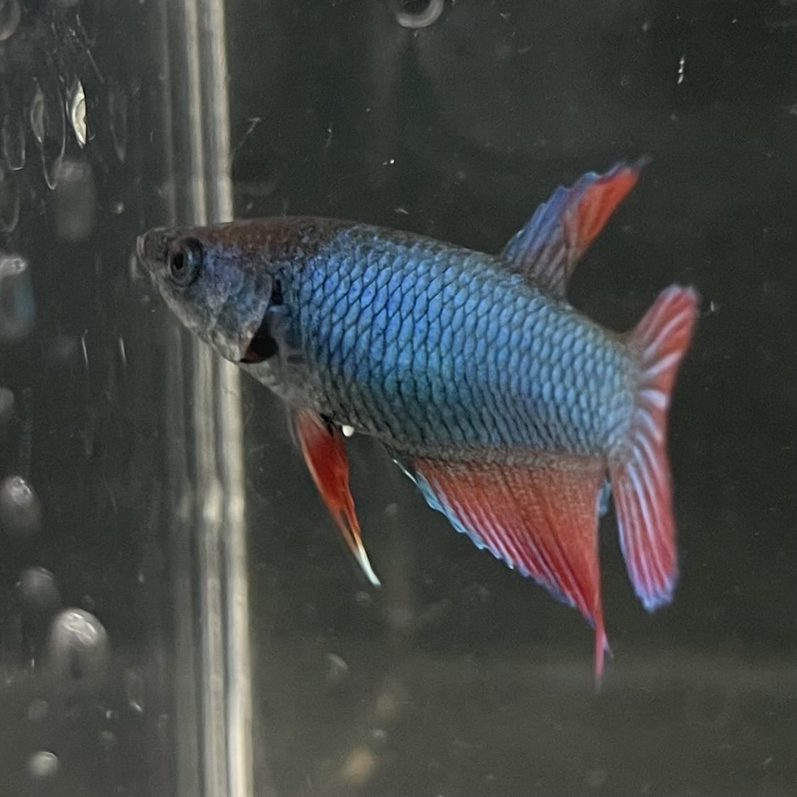 the-fish-farm Female Betta Female Betta - One Only - M Choose your own Female Betta at The Fish Farm Australia
