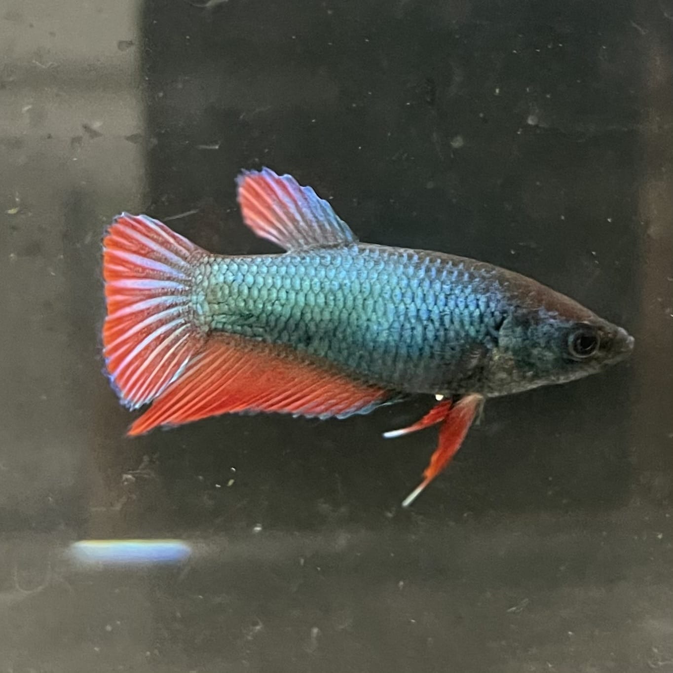 the-fish-farm Female Betta Female Betta - One Only - M Choose your own Female Betta at The Fish Farm Australia