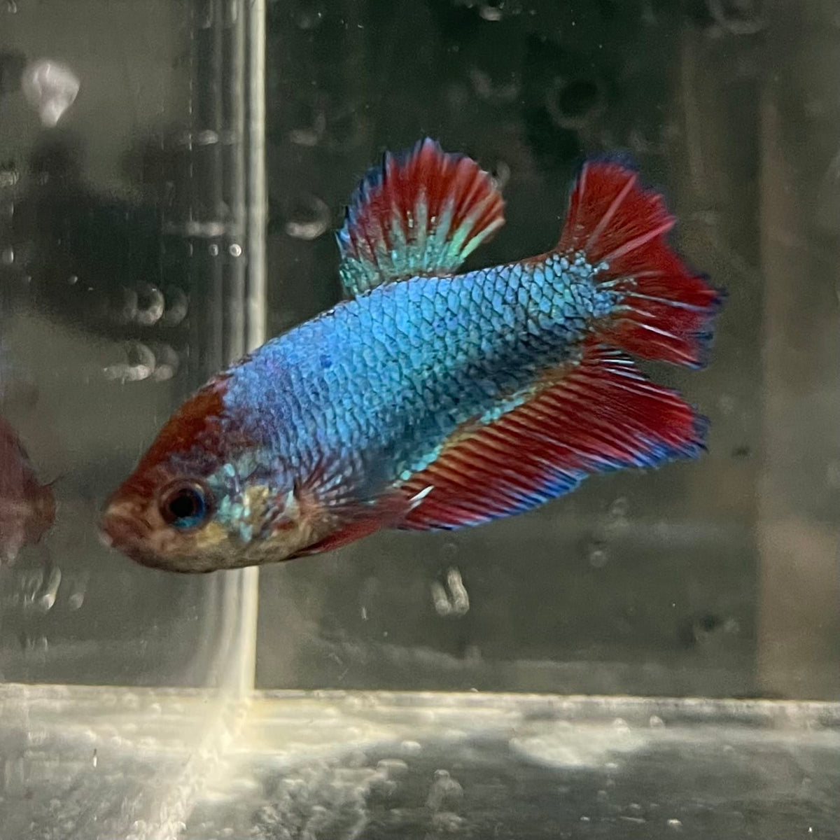 the-fish-farm Female Betta Female Betta - One Only - M Choose your own Female Betta at The Fish Farm Australia