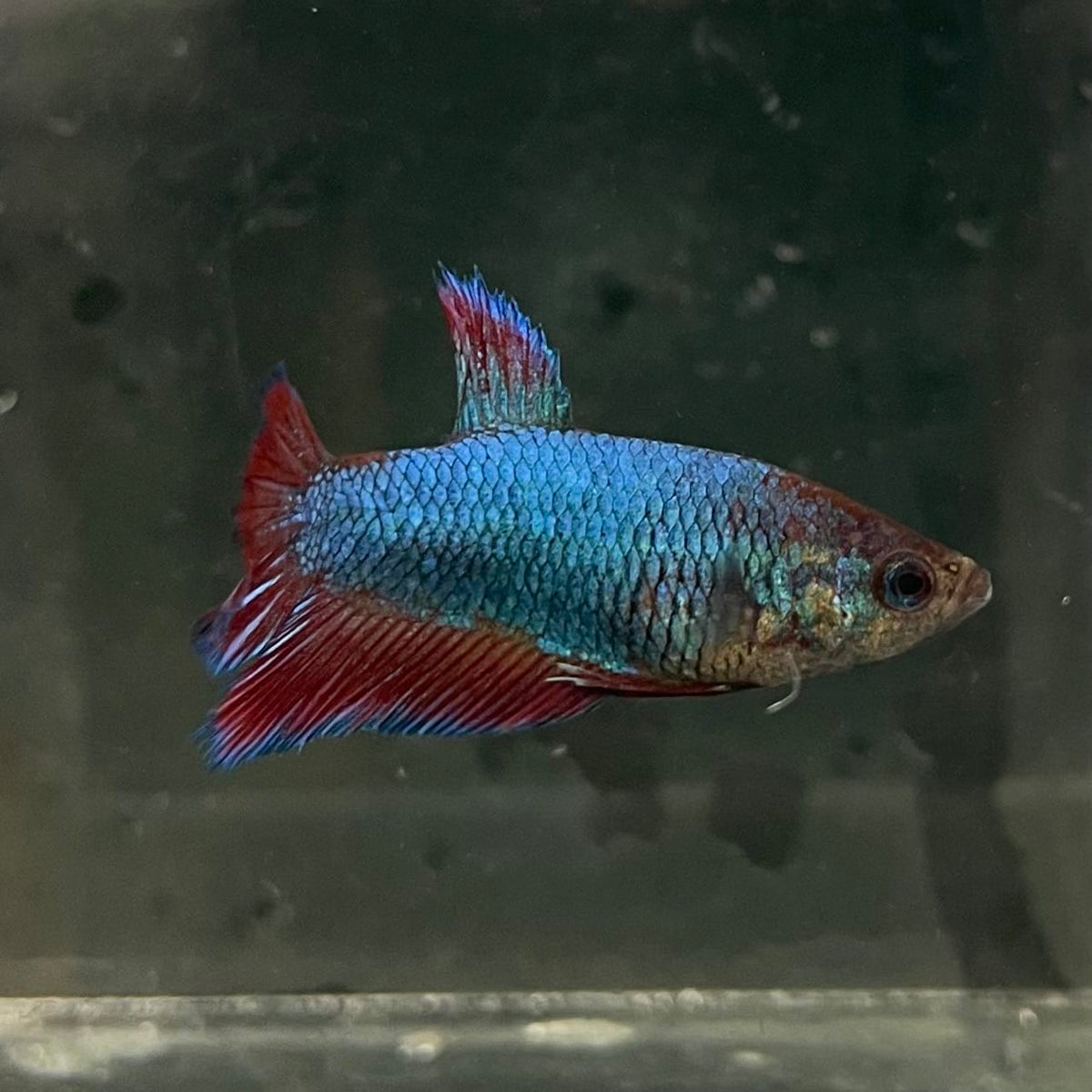 the-fish-farm Female Betta Female Betta - One Only - M Choose your own Female Betta at The Fish Farm Australia
