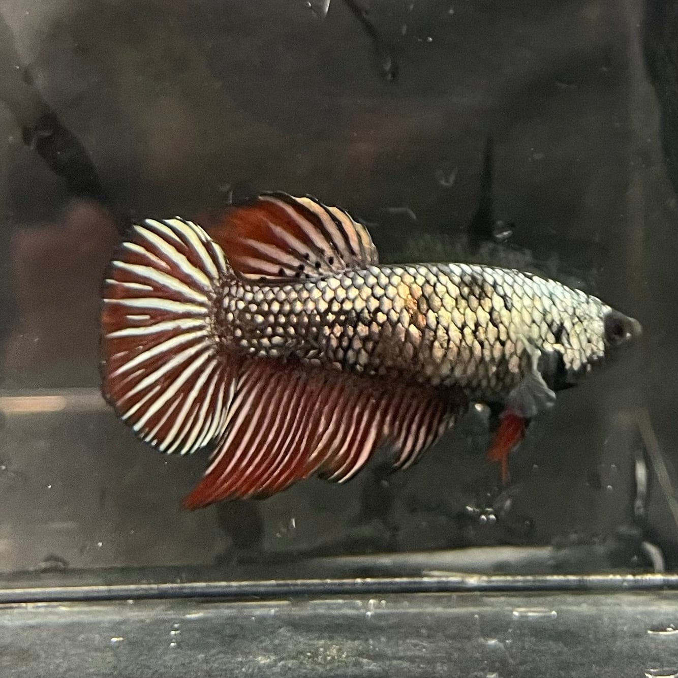 the-fish-farm Female Betta Female Betta - One Only - N Choose your own Female Betta at The Fish Farm Australia