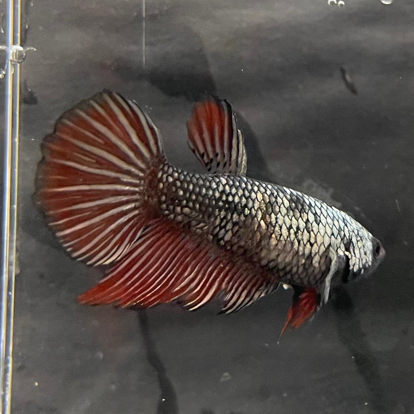 the-fish-farm Female Betta Female Betta - One Only - N Choose your own Female Betta at The Fish Farm Australia