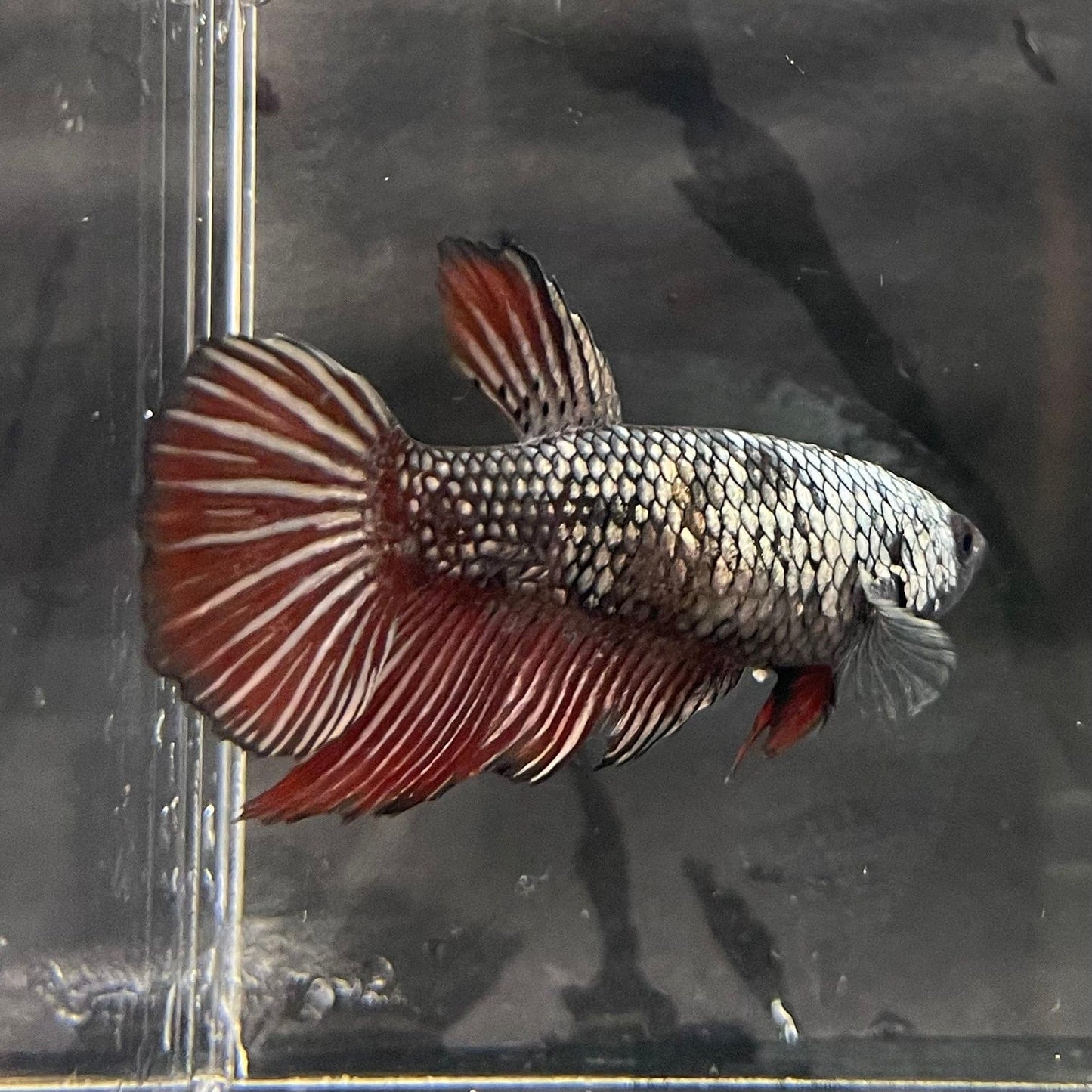 the-fish-farm Female Betta Female Betta - One Only - N Choose your own Female Betta at The Fish Farm Australia