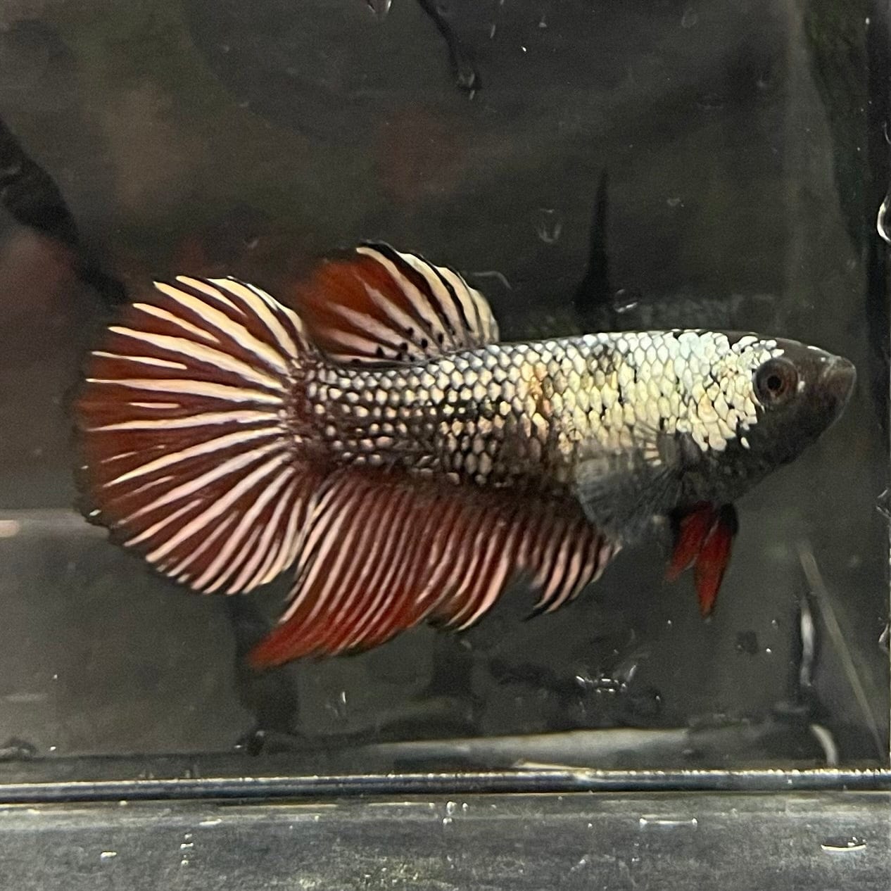 the-fish-farm Female Betta Female Betta - One Only - N Choose your own Female Betta at The Fish Farm Australia