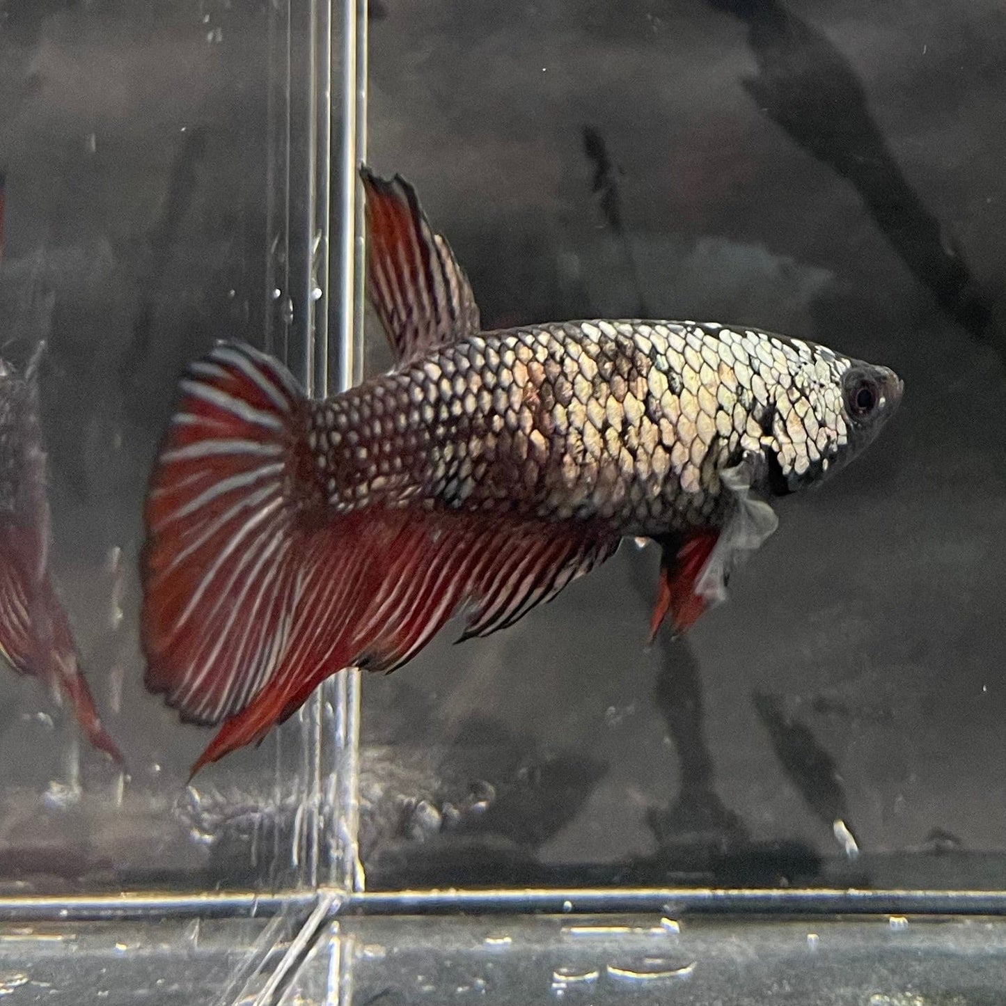 the-fish-farm Female Betta Female Betta - One Only - N Choose your own Female Betta at The Fish Farm Australia