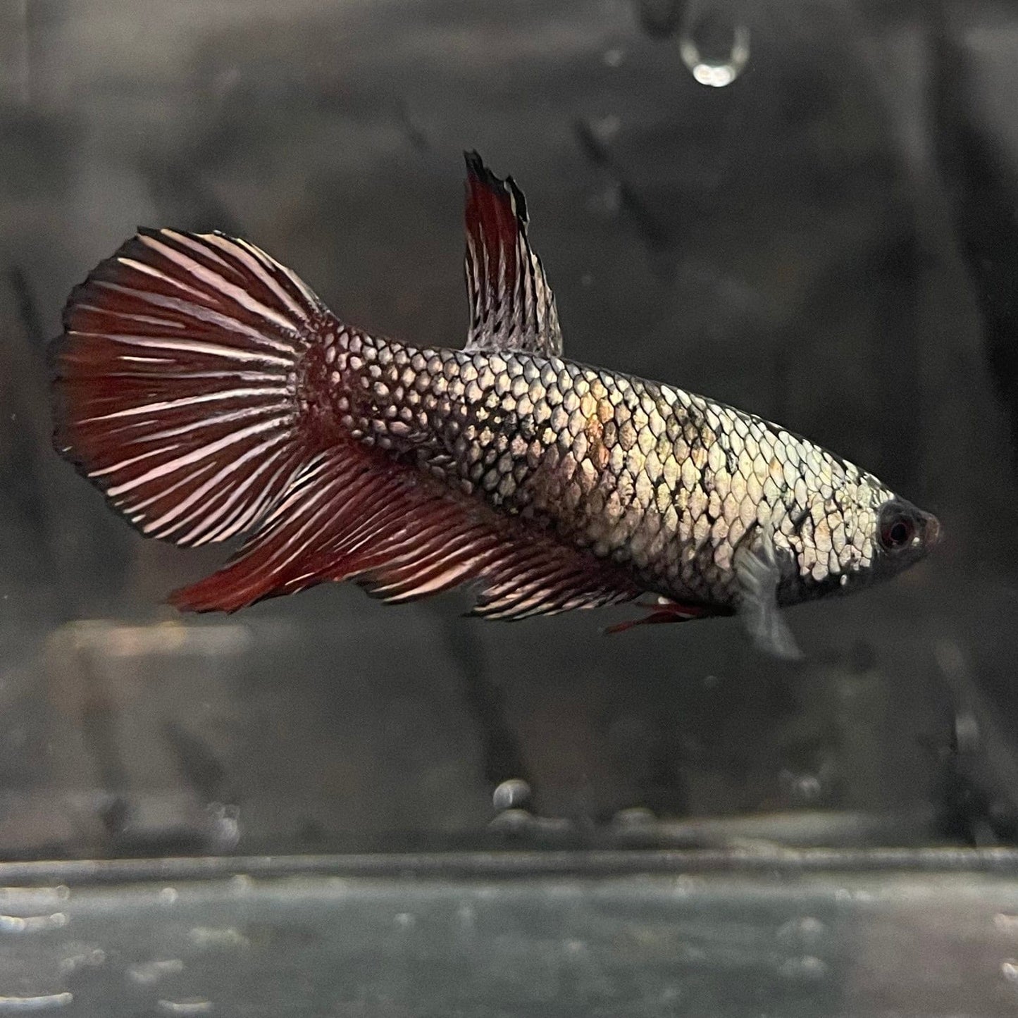 the-fish-farm Female Betta Female Betta - One Only - N Choose your own Female Betta at The Fish Farm Australia