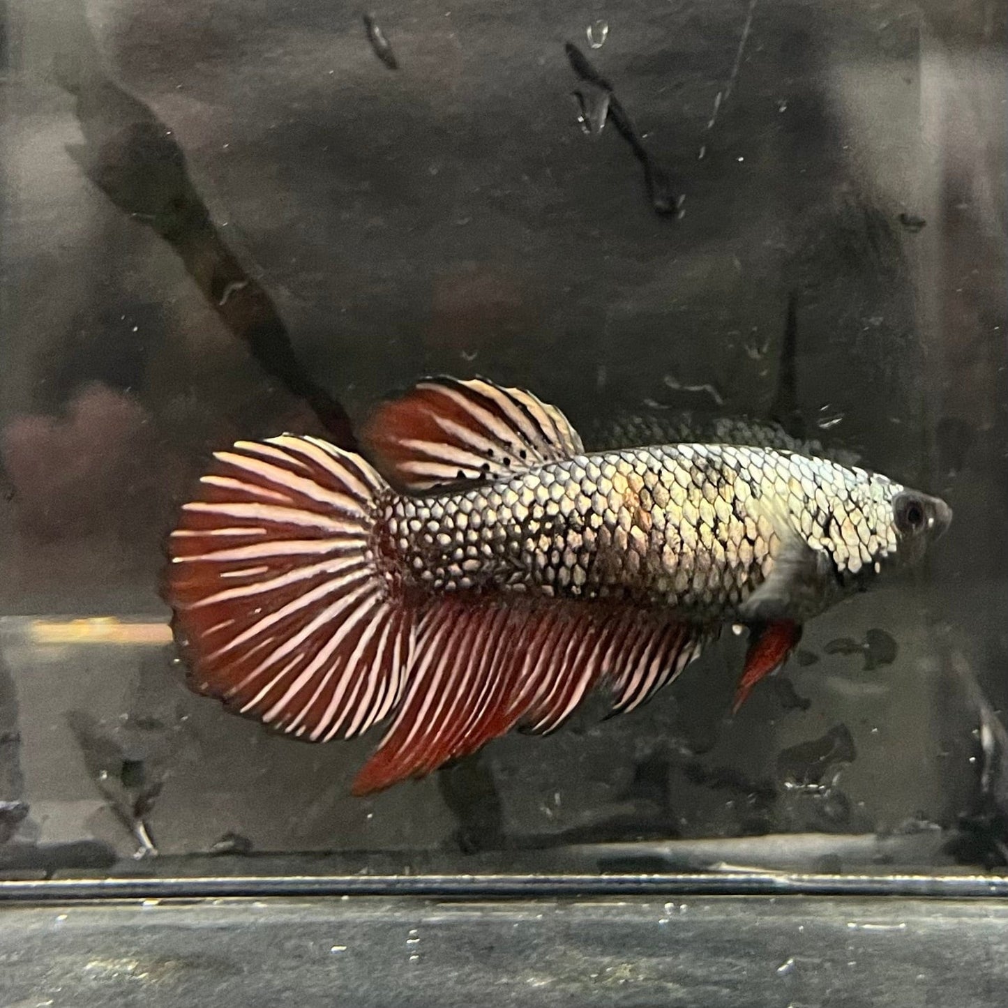 the-fish-farm Female Betta Female Betta - One Only - N Choose your own Female Betta at The Fish Farm Australia