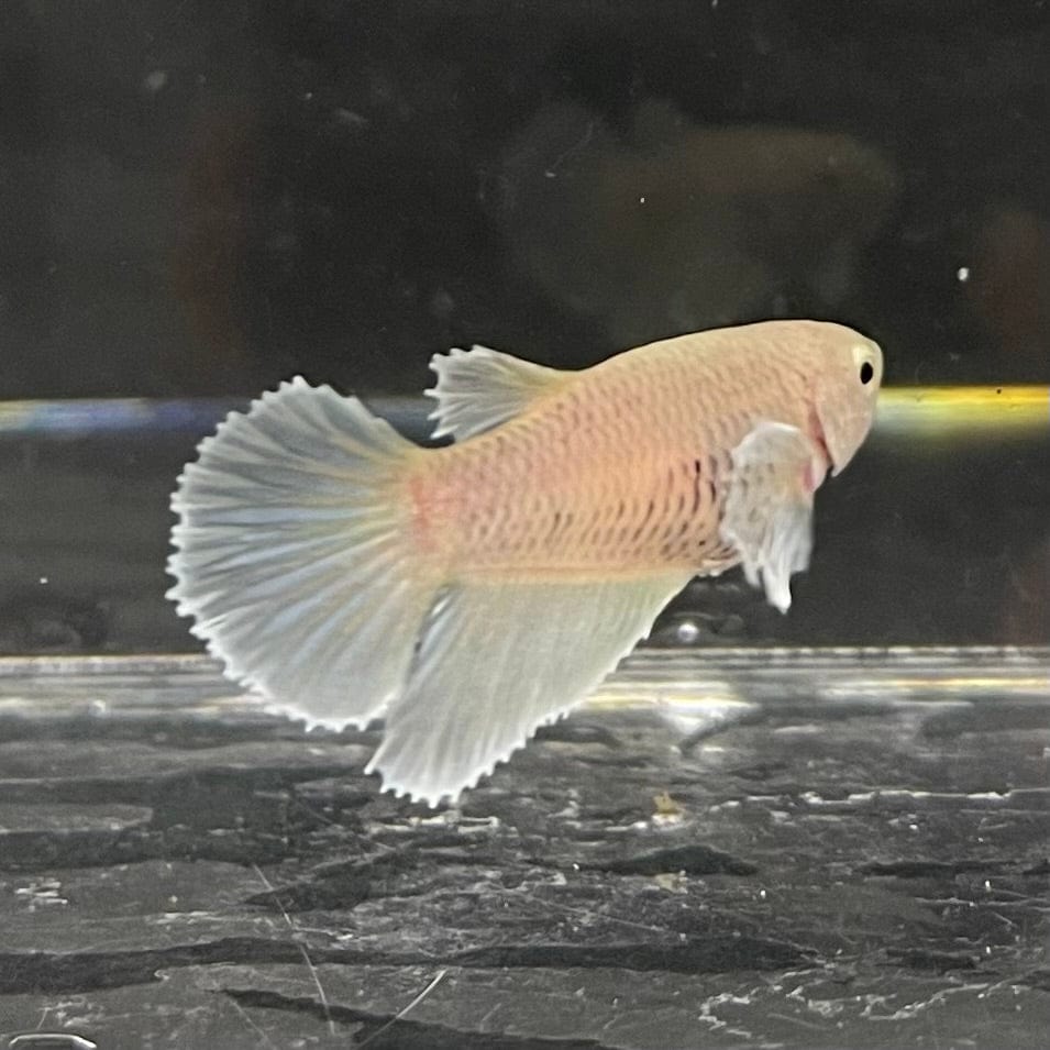 the-fish-farm Female Betta Female Betta - One Only - O Choose your own Female Betta at The Fish Farm Australia