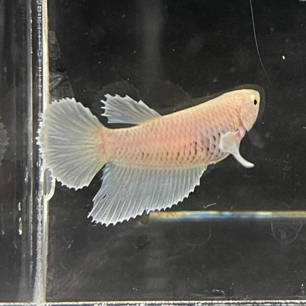 the-fish-farm Female Betta Female Betta - One Only - O Choose your own Female Betta at The Fish Farm Australia