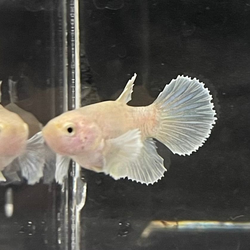 the-fish-farm Female Betta Female Betta - One Only - O Choose your own Female Betta at The Fish Farm Australia